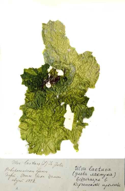 Изображение ГЕРБАРНЫЙ ЛИСТ – ВОДОРОСЛЬ – МОРСКОЙ САЛАТ  (Ulvalactuca)